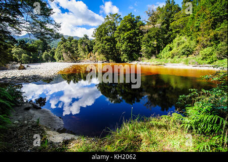 Alberi che riflette nell'acqua, specchio tarn, oparara bacino, karamea, Isola del Sud, Nuova Zelanda Foto Stock