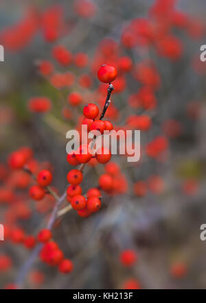 Winterberries o deciduo holly crescente selvatici in una zona umida canadese. Foto Stock