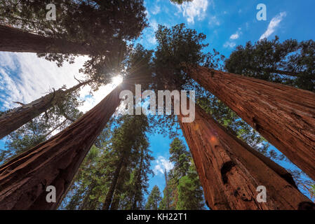 Sequoia gigante alberi di sequoia national park Foto Stock