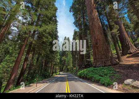 Guidando attraverso il viale dei giganti sequoia in Sequoia National Park, California Foto Stock