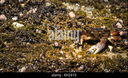 Uno dei centinaia di granchi che può essere trovato lungo il sentiero, spesso nascoste e di alimentazione nelle alghe patch (west coast trail, isola di Vancouver, BC, Canada) Foto Stock