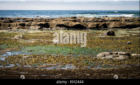 Bellissimi colori dalle alghe sulle rocce lungo la spiaggia/coast sentieri (west coast trail, isola di Vancouver, BC, Canada) Foto Stock