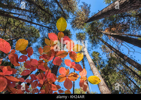 Pacific sanguinello lascia nel fogliame autunnale con pini ponderosa, a bassa angolazione della telecamera guardando in alto, il parco nazionale Yosemite in California, Stati Uniti. Foto Stock