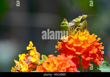 Preghiera Mantis su fiori lantana a Kampot, Cambogia Foto Stock