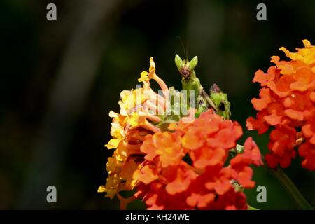 Preghiera Mantis su fiori lantana a Kampot, Cambogia Foto Stock