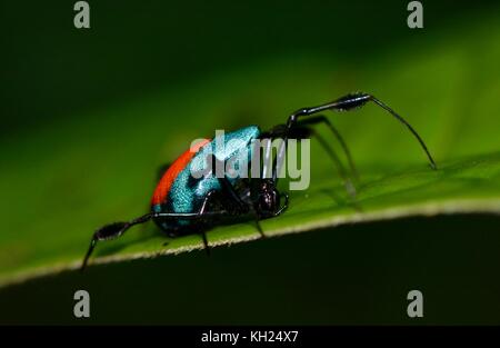 Red e Blue Orb weaver, opadometa sarawakensis, nella sua nativa giungla bornean Foto Stock