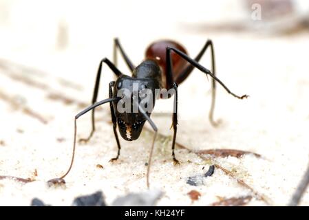Close-up di un gigante di legno formica; camponotus gigas dinomyrmex sp Foto Stock