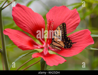 Una tigre orientale a coda di rondine su Scarlet Hibiscus Foto Stock