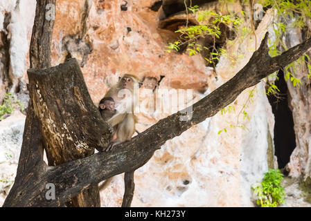 Macaque madre con bambino su albero. Due monkey Foto Stock