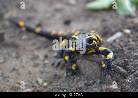 Giallo salamandra pezzata a Rodopi mountain, Bulgaria] Foto Stock