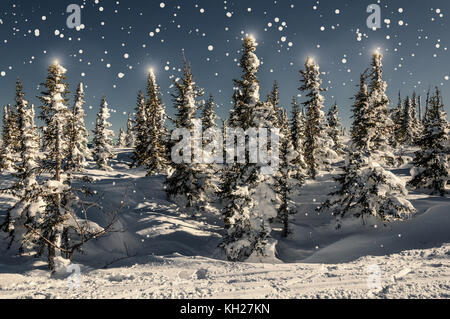 Coloratissima scena invernale con snow-capped alberi di natale nella foresta, cumuli di neve, la caduta neve e stelle in abete rosso Foto Stock