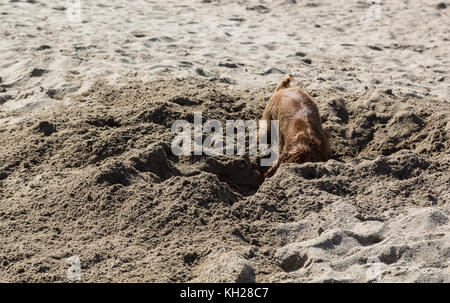 Scavo di cani in spiaggia Foto Stock