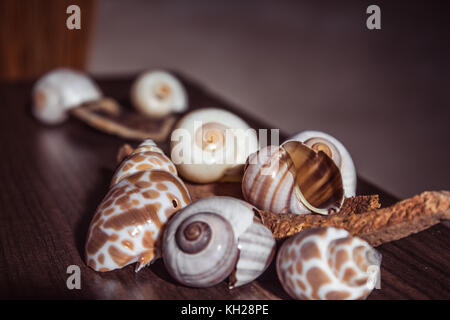 Close up di conchiglie di mare Foto Stock