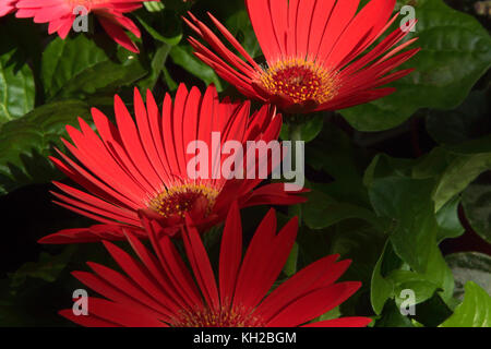 Rosso Gerbera Daisy. Foto Stock