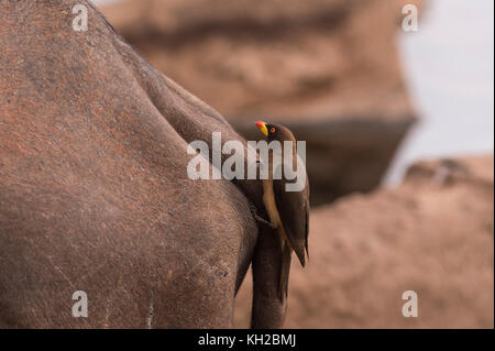 Oxpecker (Bufagus africanus) con blled giallo su Cape Buffalo (Syncerus caffer) Foto Stock