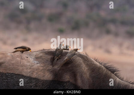 Oxpecker (Buphagus africanus) rumoroso con blled giallo su Cape Buffalo (caffer Syncerus) Foto Stock