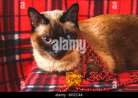 Siamese gatto thai su un plaid rosso con giocattoli di Natale, arredamento, ornamenti. un gatto sta giocando con i giocattoli Foto Stock