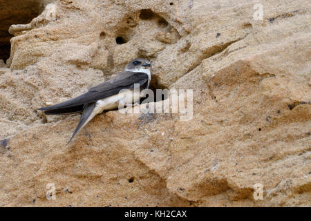 Sabbia Martin / Banca Swallow / Uferschwalbe ( Riparia Riparia) seduti di fronte il suo nido foro nella colonia di allevamento in una buca di sabbia, la fauna selvatica, l'Europa. Foto Stock