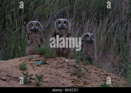 Eurasian gufo reale (Bubo bubo ), tre giovani pulcini, in piedi su una piccola collina, cercando coraggiosi, coraggiosi, divertente, la fauna selvatica, l'Europa. Foto Stock