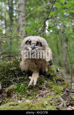 Gufo Eurasian Eagle ( Bubo bubo ) giovane pulcino, saltato / avventurato / vagato fuori dal suo nido, ancora non volato, seduto a terra, da vicino, Europa. Foto Stock