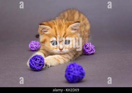 Red britannico gattino gioca con le palle su sfondo grigio Foto Stock