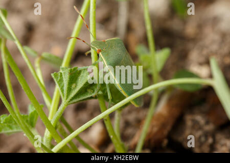 Southern green stink bug accanto a minuscole larve di insetti altri. Nezara viridula è noto in spagnolo come chinche verde Foto Stock