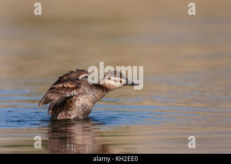 Ruddy Duck hen Foto Stock