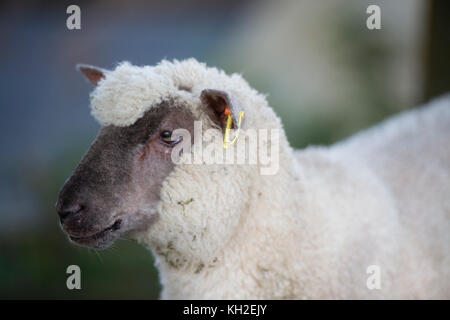 Llanwenog razza rara pecore. llanwenog pecore si distinguono per le loro facce nero, appuntite orecchie nero e un po' di ciuffo di lana sulla loro fronte. sono di medie dimensioni di ovini, ben noti per la loro buona mothering e per la produzione di un lotto di gravidanze gemellari e trigemellari galles Ceredigion REGNO UNITO Foto Stock