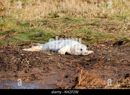 Guarnizione grigio pup (Halichoerus grypus) Foto Stock