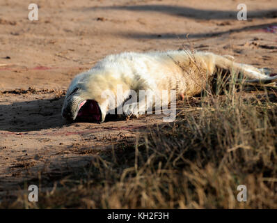 Guarnizione grigio pup (Halichoerus grypus) Foto Stock