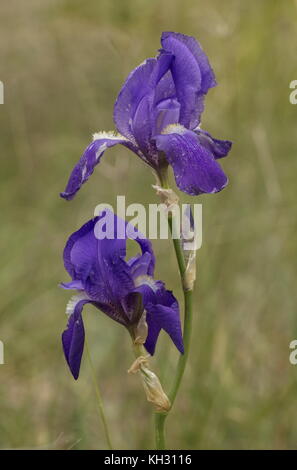 Iris dalmata, Iris pallida, in fiore sulla costa della Dalmazia, Croazia. Foto Stock