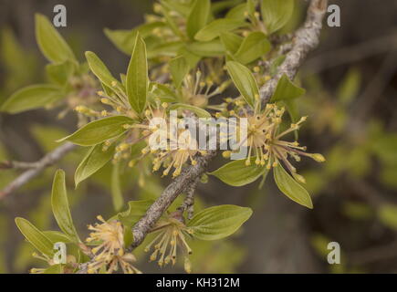 Corniolo, Cornus mas, in declino con fiori e foglie di prima in primavera, dopo la neve e il gelo. Foto Stock