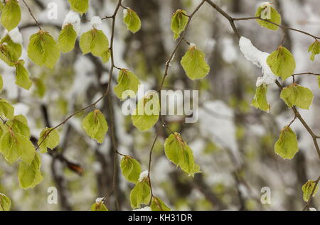 Fresche foglie di faggio dopo la primavera tempesta di neve e di gelo. Foto Stock
