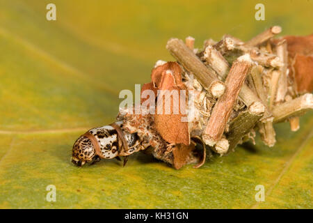 Abbot's Bagworm, Oiketicus abbotii femminile nel sacco larvale o sacco. Foto Stock