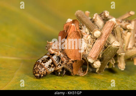 Abbot's Bagworm, Oiketicus abbotii femminile nel sacco larvale o sacco. Foto Stock