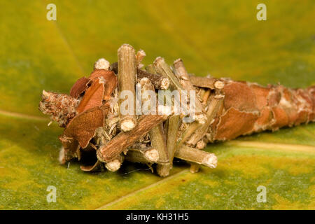 Abbot's Bagworm, Oiketicus abbotii femminile nel sacco larvale o sacco. Foto Stock