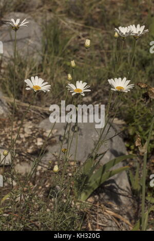 Crisantemo dalmata, Tanacetum cinerariifolium, in fiore. Fonte di piretrina. La Croazia. Foto Stock