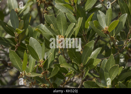 Green Olive tree, Phillyrea latifolia, in fiore. La Croazia. Foto Stock