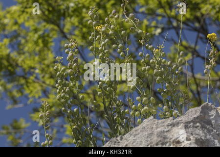 Un giallo senape, Aurinia sinuata, Alyssoides sinuatum, nella frutta; sul calcare, Croazia. Foto Stock