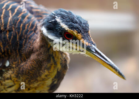 Testa di un sunbittern Foto Stock