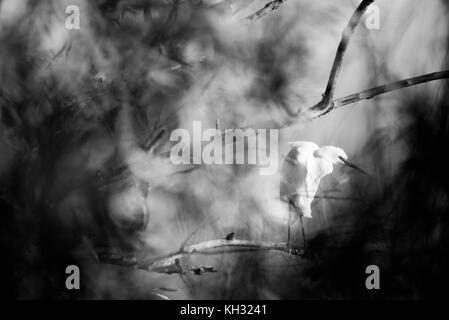 Garzetta appollaiato su un ramo, wicksteed park Foto Stock