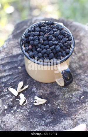 Selvaggia della Tasmania pepperberries nero in una tazza su legno rustico log Foto Stock