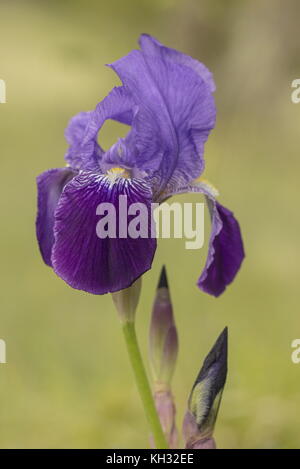 Tedesco, iris Iris x germanica, in fiore. Foto Stock