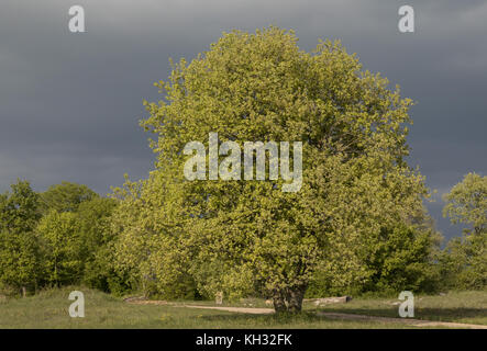 Il bosco di roverella, Quercus pubescens, albero in piena fioritura in primavera, in Croazia. Foto Stock