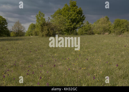 Orchidea-ricca di prati, con roverella, vicino Sterna, Istria, Croazia. Foto Stock