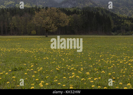 Tarassaco subalpino montagne vicino Finkenstein, Sud Austria Foto Stock
