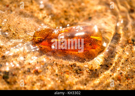 Ambra nel surf del Mar Baltico Foto Stock