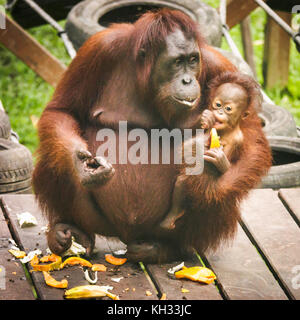 Femmina bornean orangutan (pongo pygmaeus) con il bambino in una piattaforma di alimentazione all'orangutan centro di riabilitazione di Sepilok, Sabah borneo, Malaysia