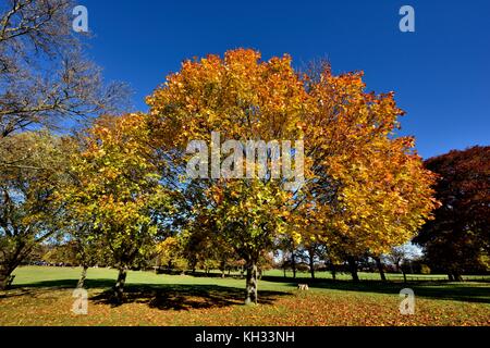 Autumn Tree in Wollaton park Nottingham England Regno Unito Foto Stock