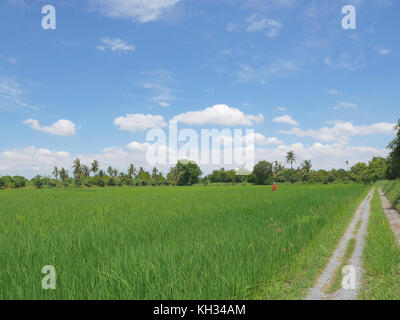 Grandi Riso verde campo con lo spaventapasseri in t-shirt, con piccolo percorso su strada e cielo blu. Il riso è in fase vegetativa alla fase di riproduzione e shou Foto Stock